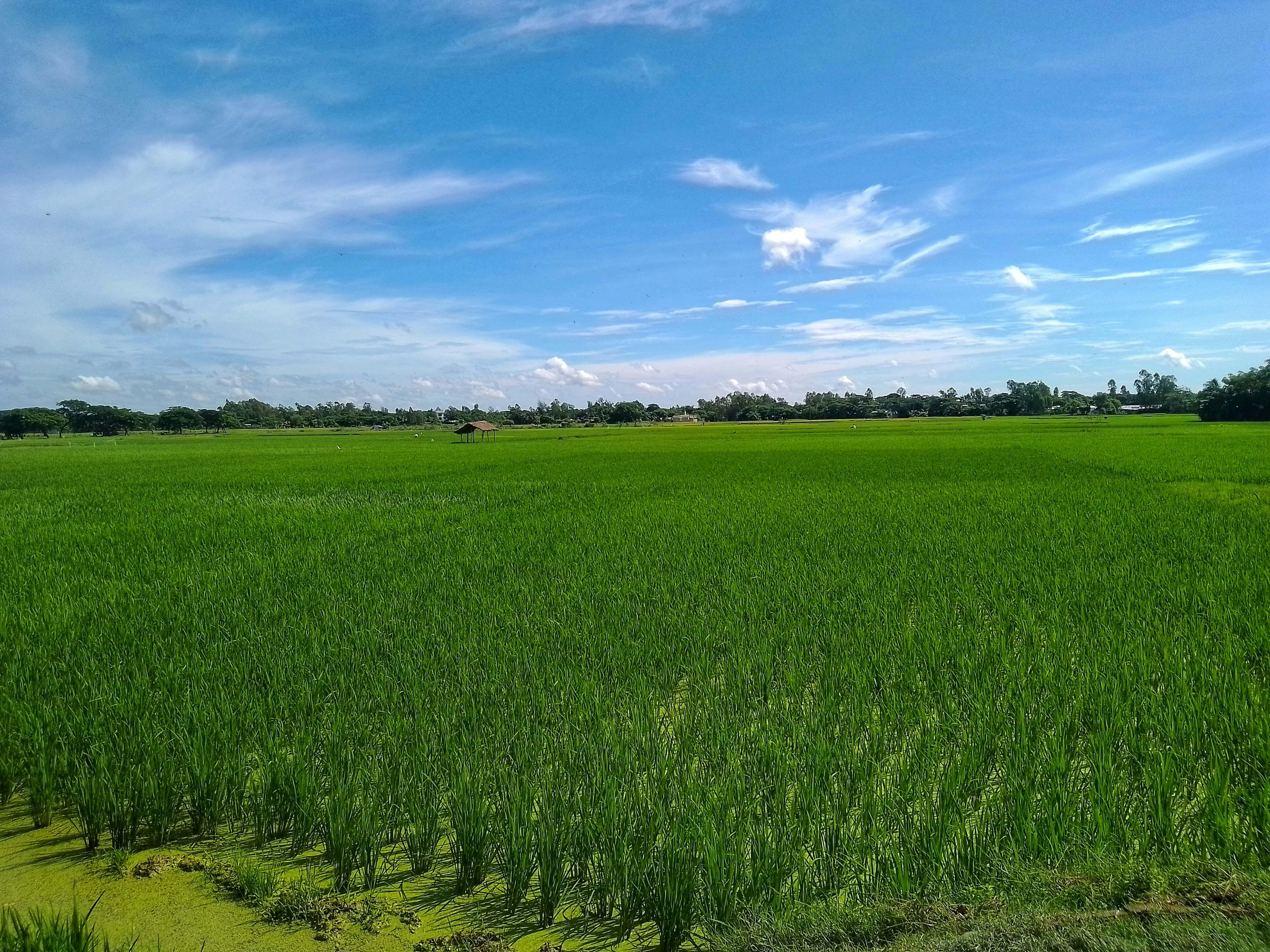 이천 쌀 문화 축제