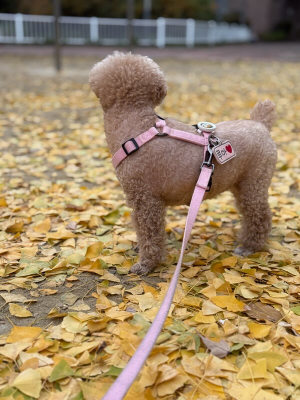 강아지 배변 훈련 방법 완벽 정리