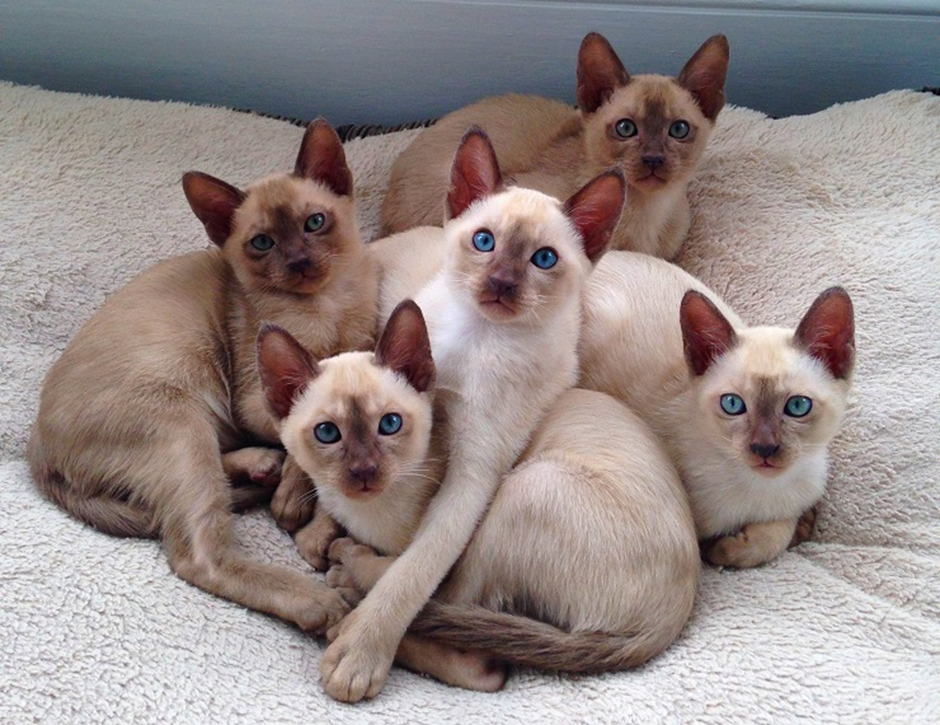 통키니즈 고양이 이미지 - 2