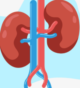 콩팥-일러스트레이션