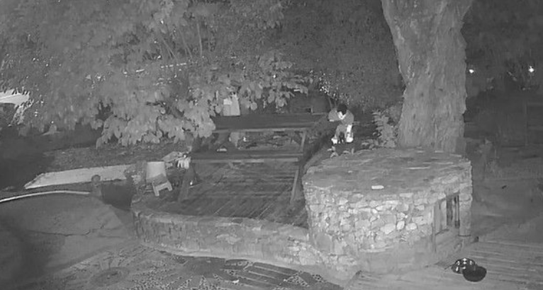 거제 반려견 비비탄 학대, 2차 가해의 충격