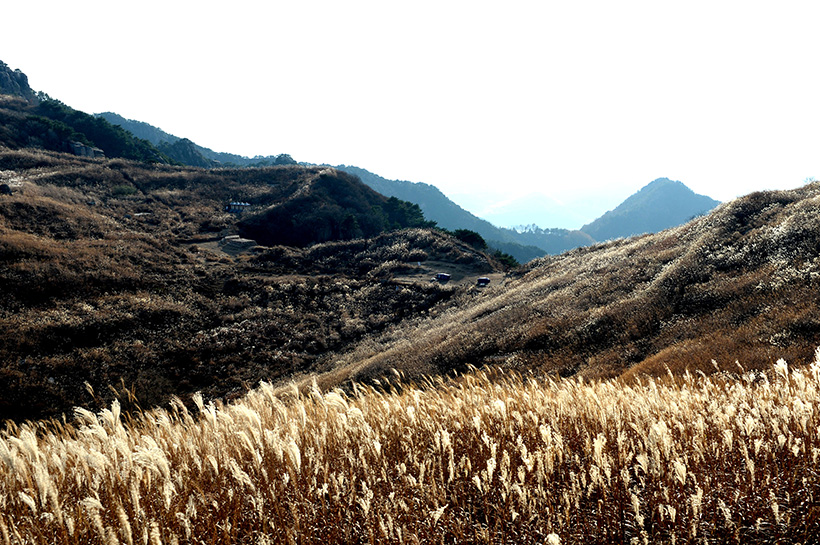 창녕 낙동강 유채꽃 축제 