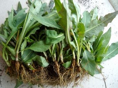 3월 제철 음식&amp;#44; 식재료&amp;#44; 해산물&amp;#44; 과일&amp;#44; 달래&amp;#44; 씀바귀&amp;#44; 쑥&amp;#44; 소라&amp;#44;