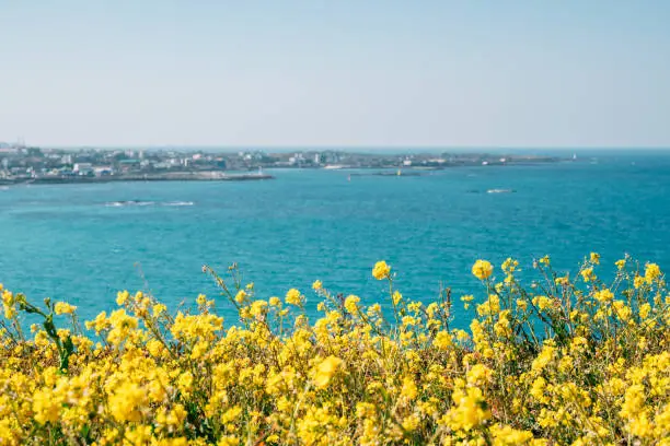제주 벚꽃 명소 베스트10 가볼만한곳 추천 꿀팁