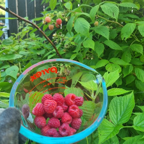 raspberry-picking