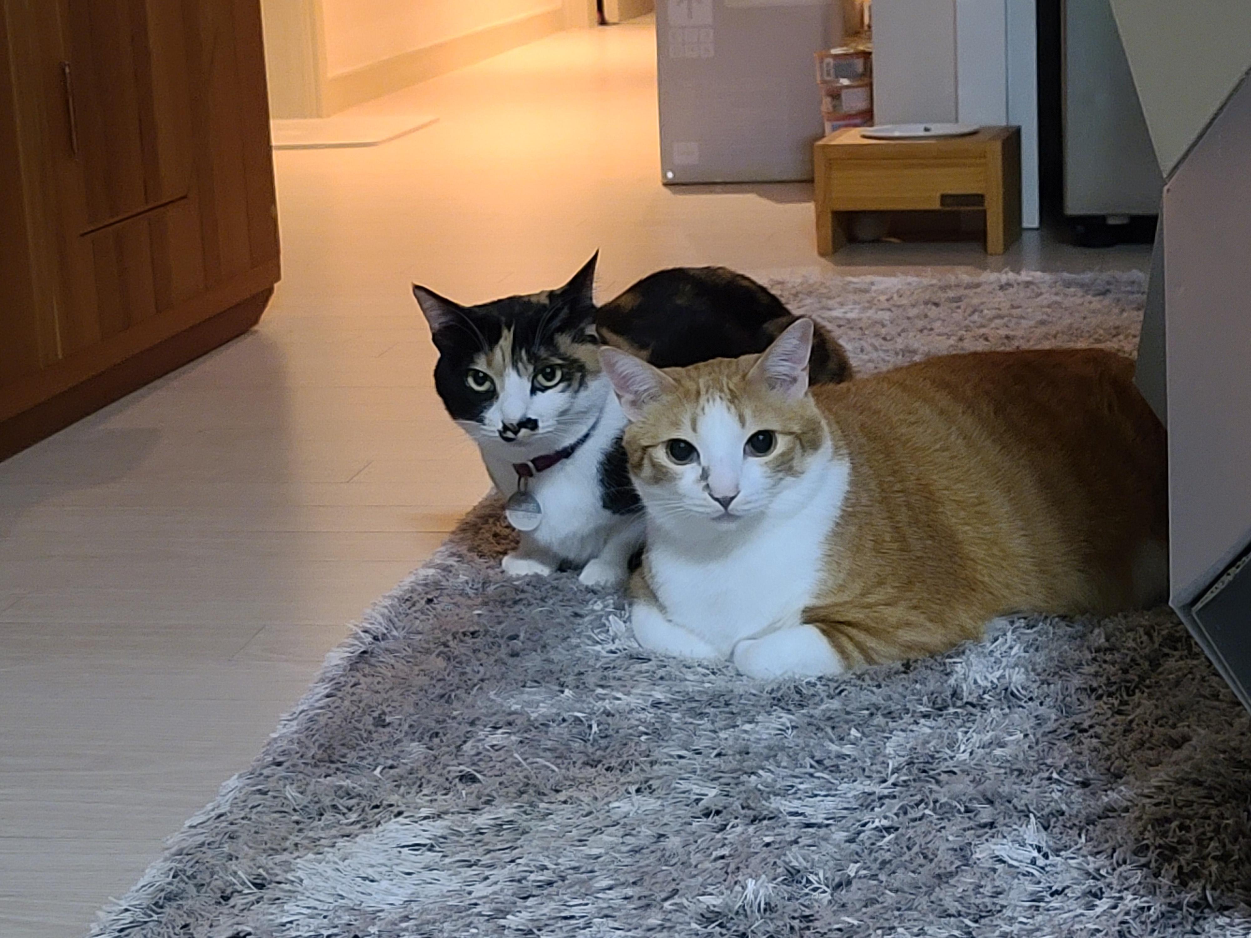 사이좋은 고양이들. 우리집 1호, 2호 공식 커플.