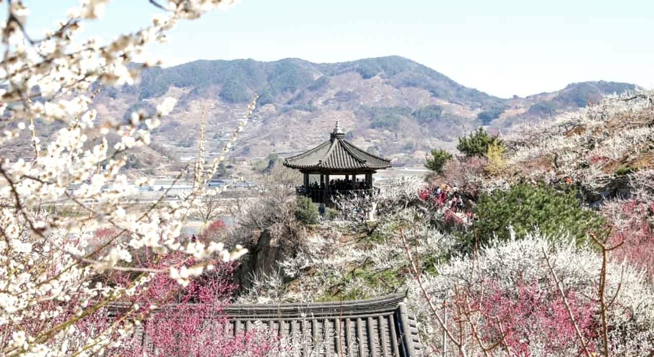 광양 매화마을 산비탈을 가득 메운 하얀 매화의 전경. [ⓒ한국관광공사]