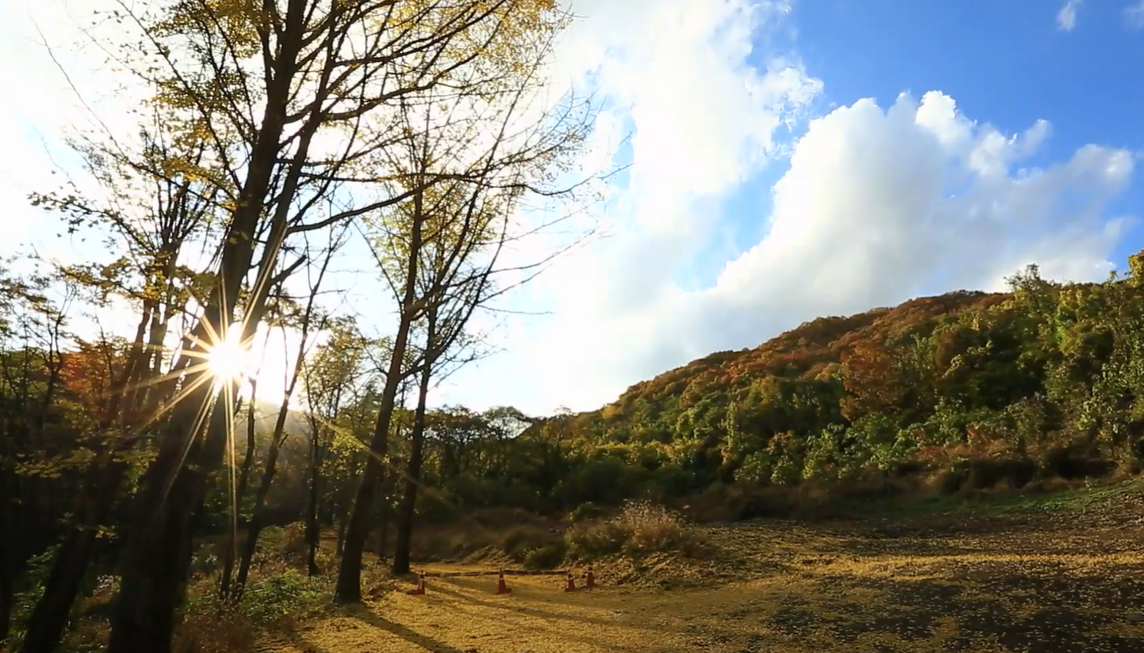 에버랜드 비밀의 은행나무 숲 예약 신청