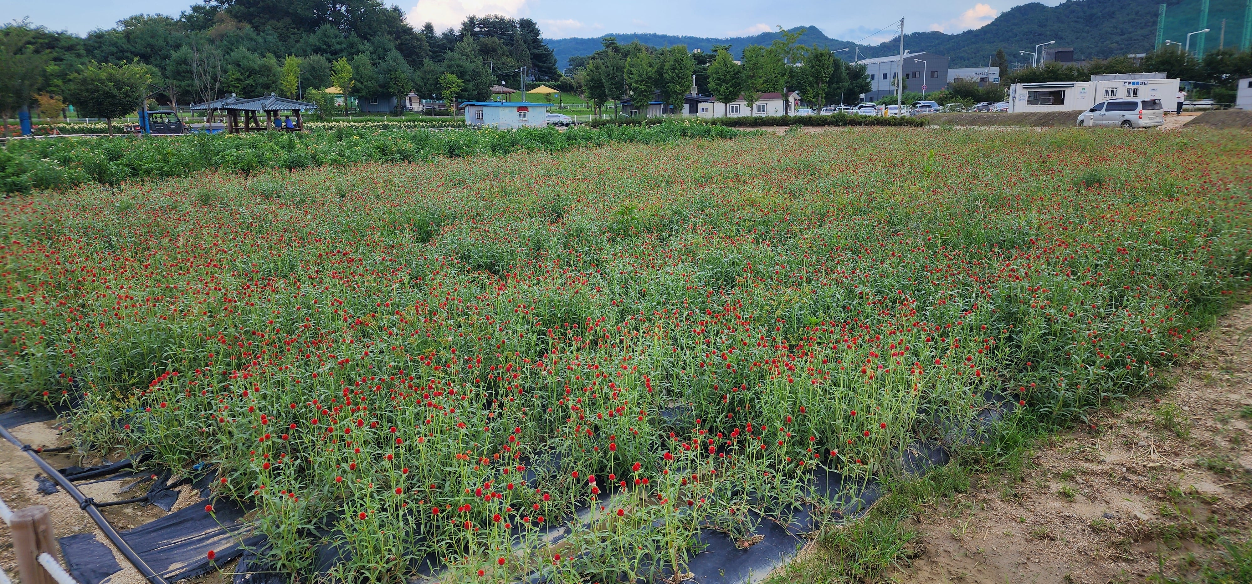 양주나리농원 꽃밭 이미지2