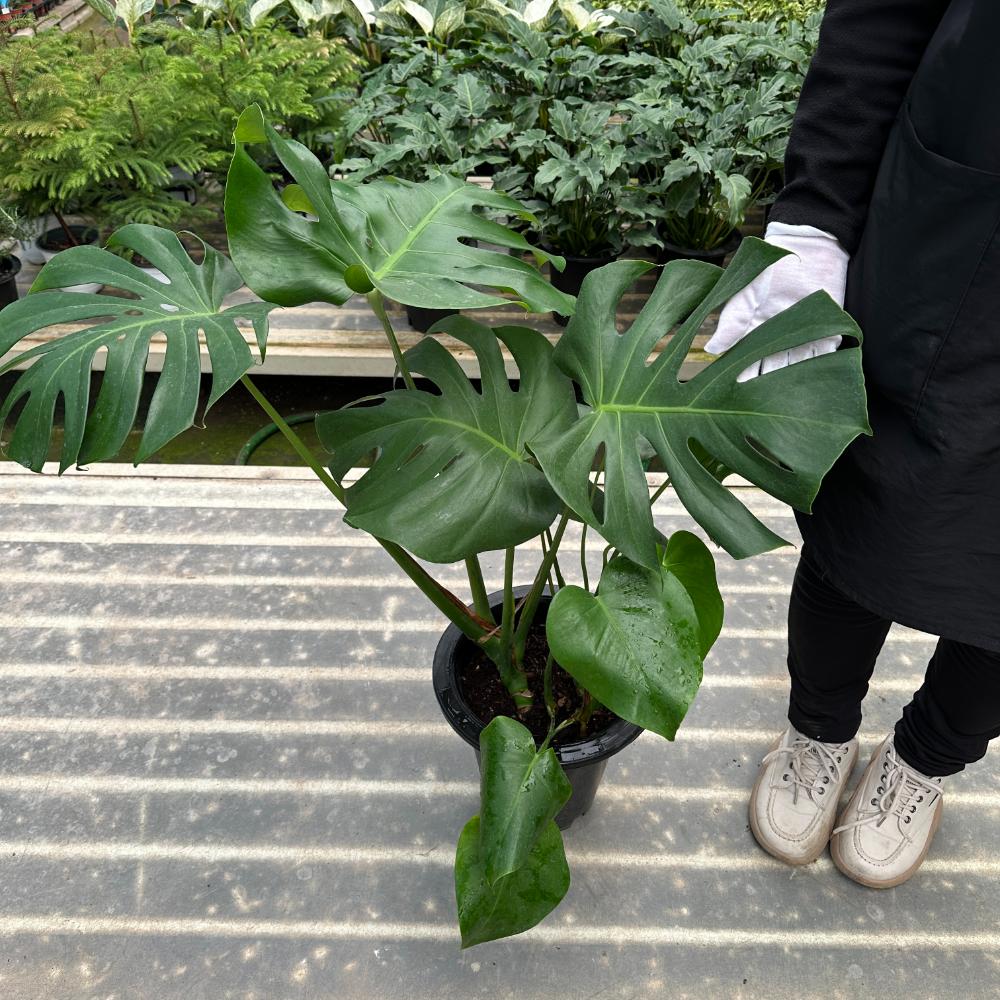 몬스테라 크게 키우는법 키우기 대품 잎이 누렇게 되었을때