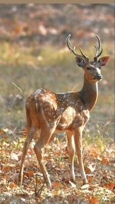 뿔이-많이-자란-갈색-사슴이-멋지게-초원을-다니는-모습