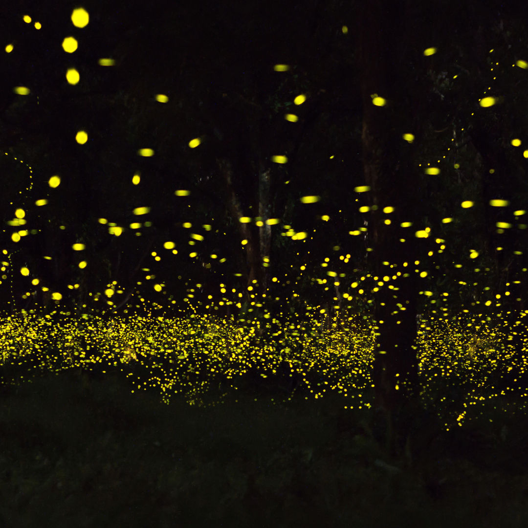 2024 화담숲 반딧불이 축제 예약 방법과 예매 일정 완벽 가이드