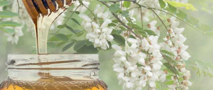 아카시아꿀-사진