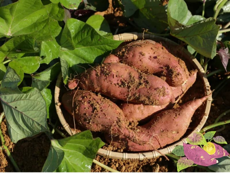 고구마 수확 후 보관법 – 달콤하게 숙성시키는 꿀팁 🍠