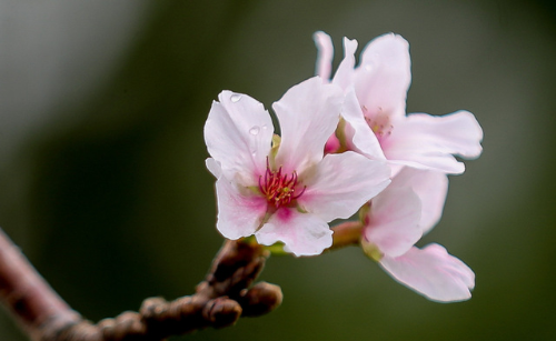 서울 벚꽃 명소