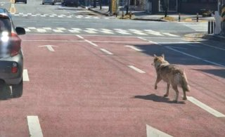 대전 오월드 늑대 늑구 탈출 원인 암컷 드론 생포