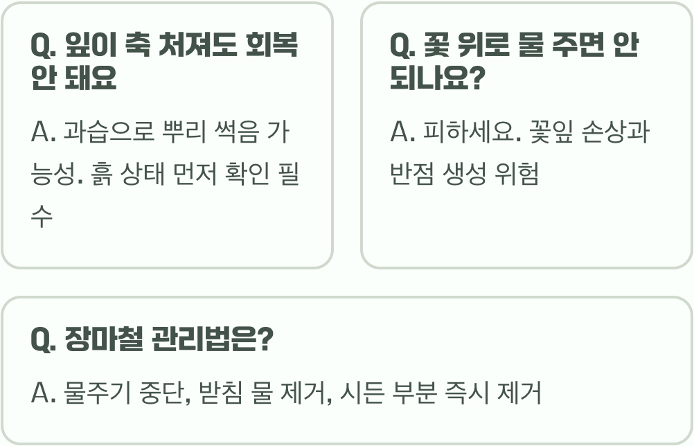 페튜니아 물주기, 물 좋아하는 꽃 과습으로 죽이지 않는 비법