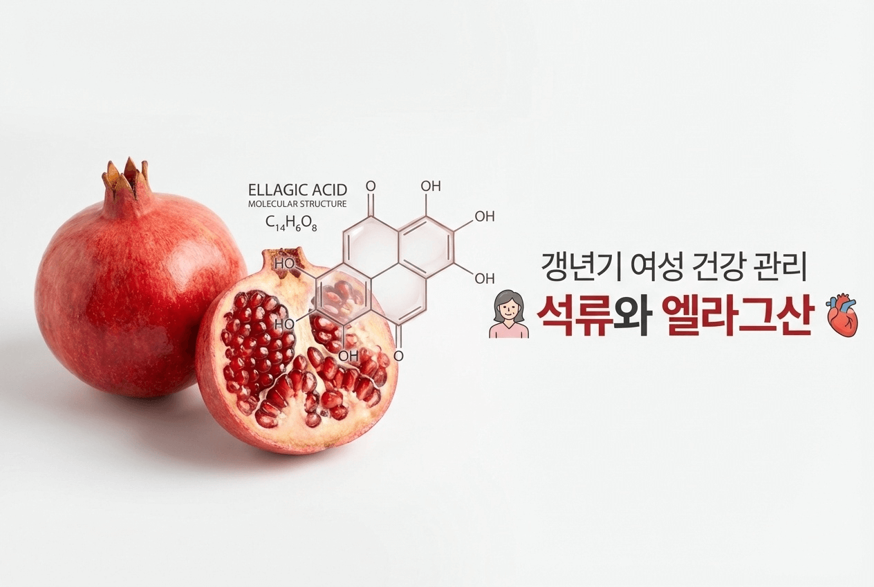 석류 열매와 엘라그산 분자 구조를 보여주는 인포그래픽, 갱년기 건강 관리 개념