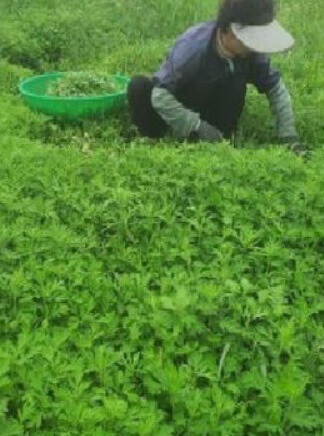 오늘N 이 맛에 산다 김포 쑥떡 맛집 40년 전통 수제 떡집 이야기 삼흥떡방앗간 오늘N 2496회