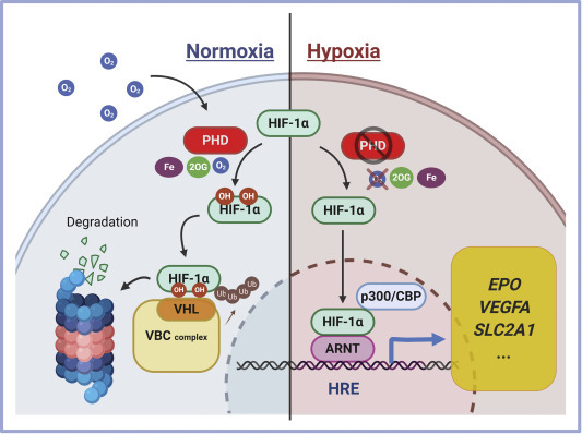 HIF1 signaling. pathway in Normoxia and Hypoxia conditions