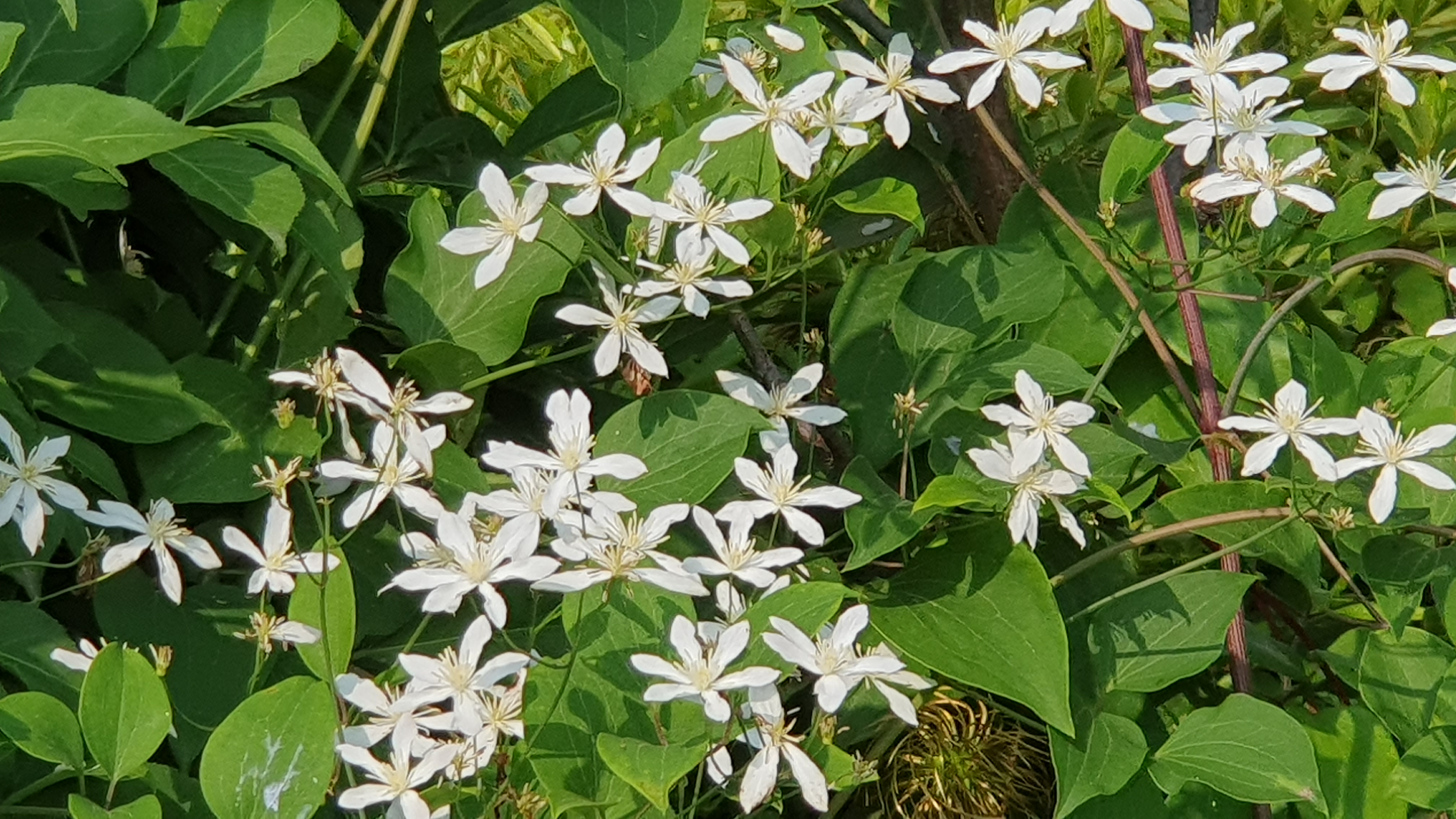 참으아리