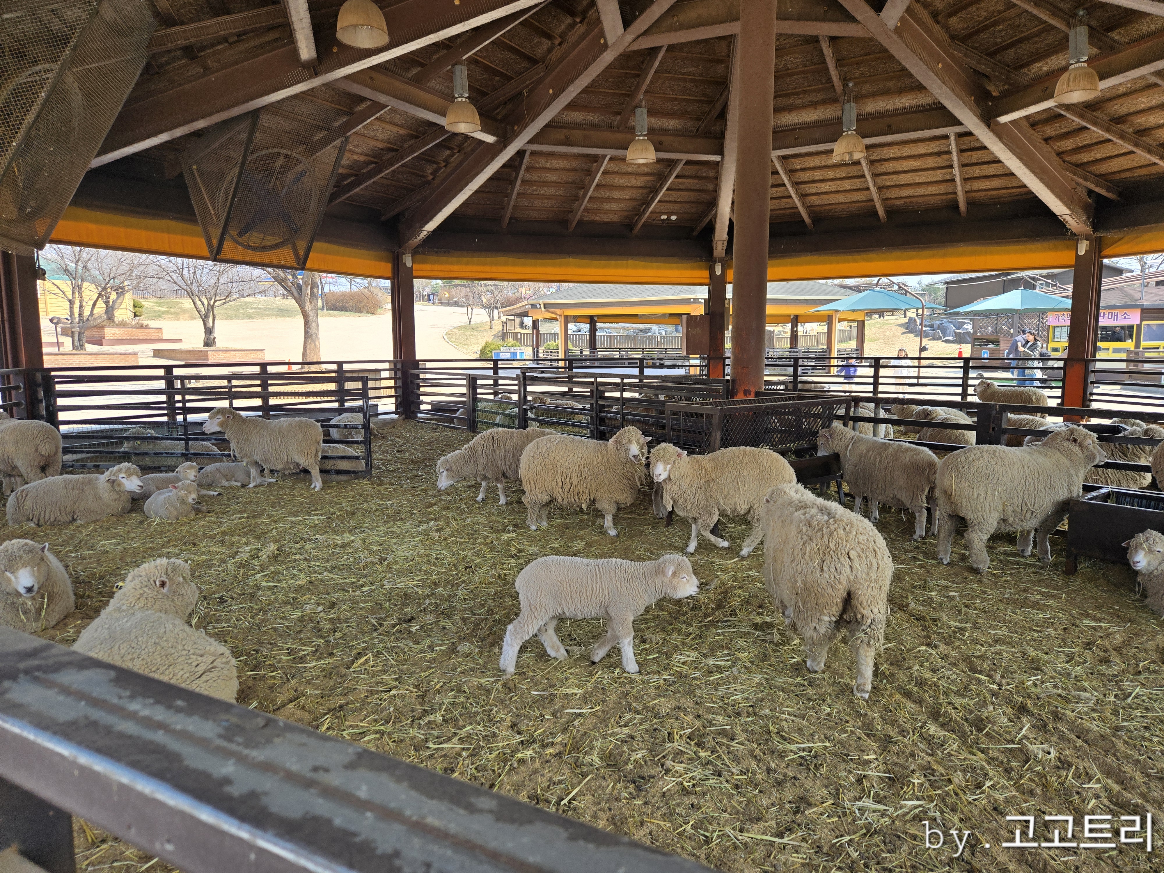 아이들과 가기 좋은 안성 팜랜드: 동물 체험 프로그램 완벽 가이드