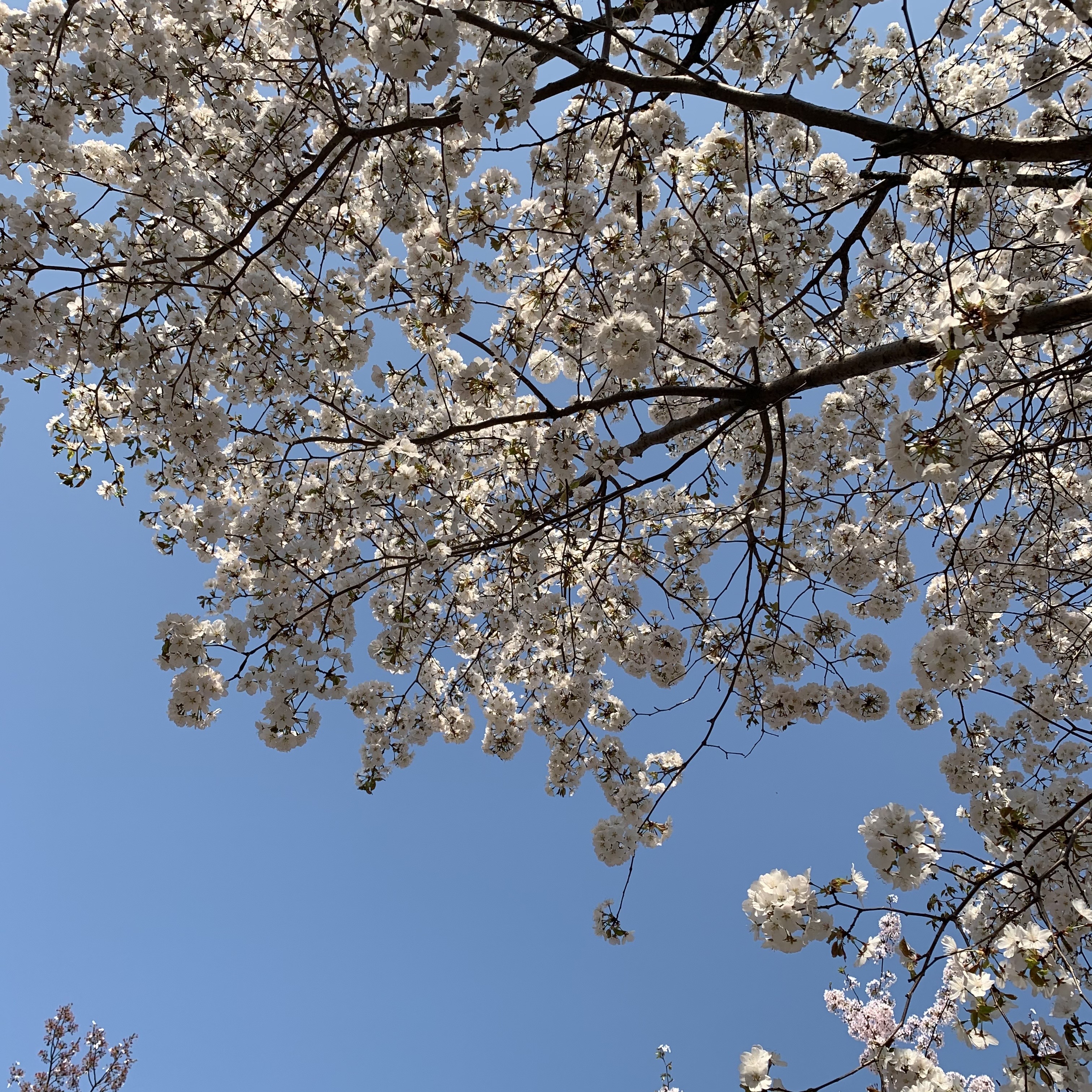 벚꽃축제기간