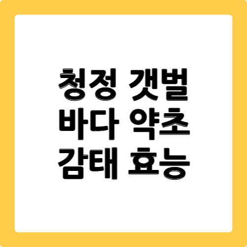 감태 효능