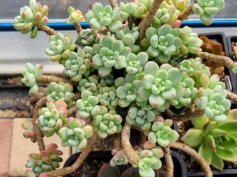 다육이 물주기 환기요령 일조량관리 여름과 겨울 관리법_9