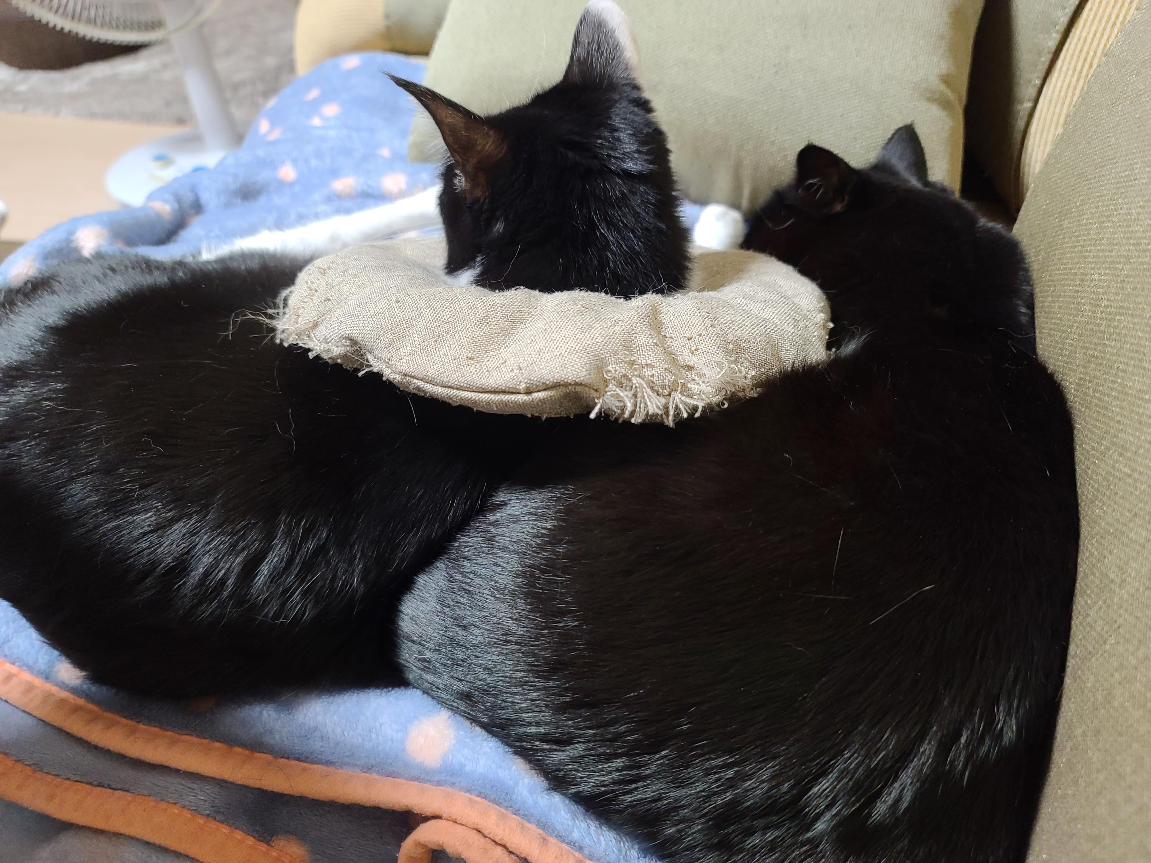 다정한 찐남매 건이랑 두리의 구조에서 현재까지의 간략한 스토리