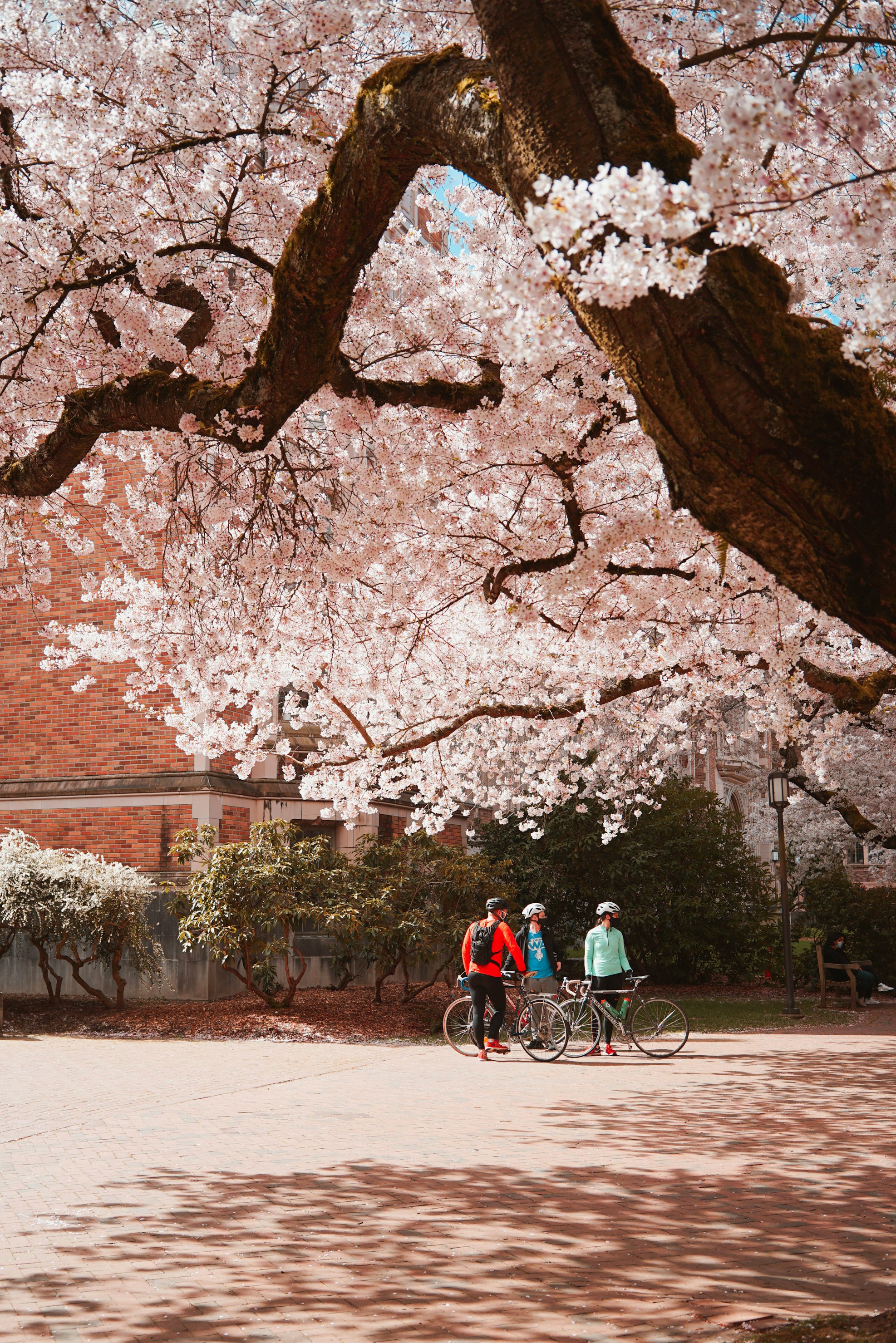 벚꽃 개화시기와 전국 축제 일정