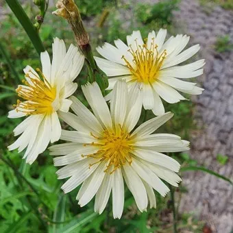 왕고들빼기 효능과 섭취시 주의사항 건강 정보_24