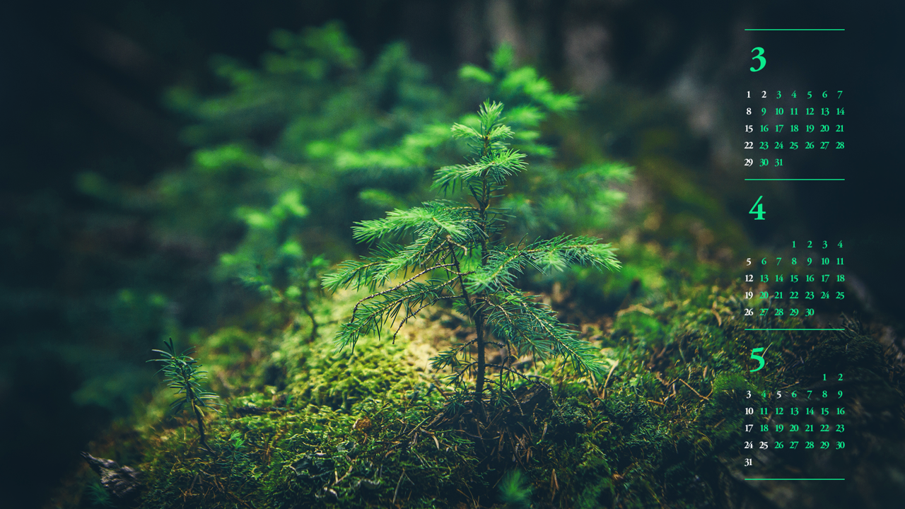 06 숲 속 작은 나무 B - 2026년4월 달력배경화면