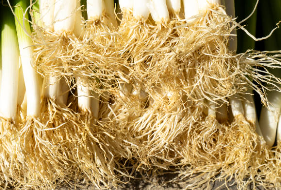 대파 효능 총정리