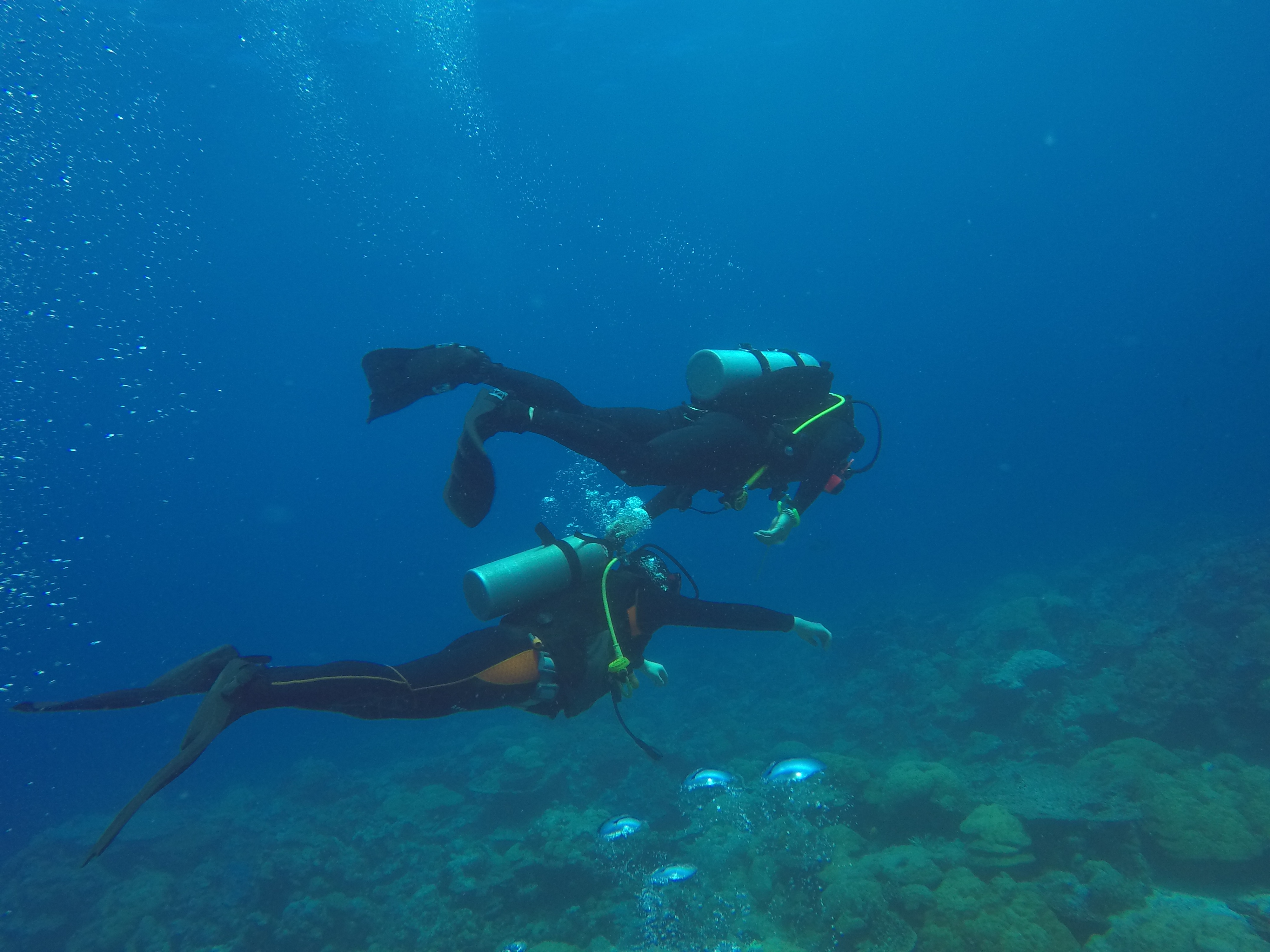스쿠버다이빙 패닉 관련 이미지