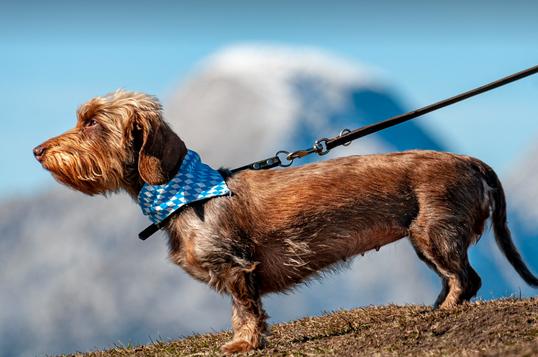 반려동물과 함께하는 봄맞이 플로깅
