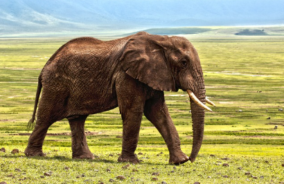 민간 동물원의 동물복지 개선 현황과 그 한계