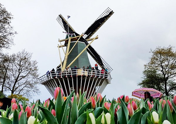 2025 캐나다 오타와 튤립축제