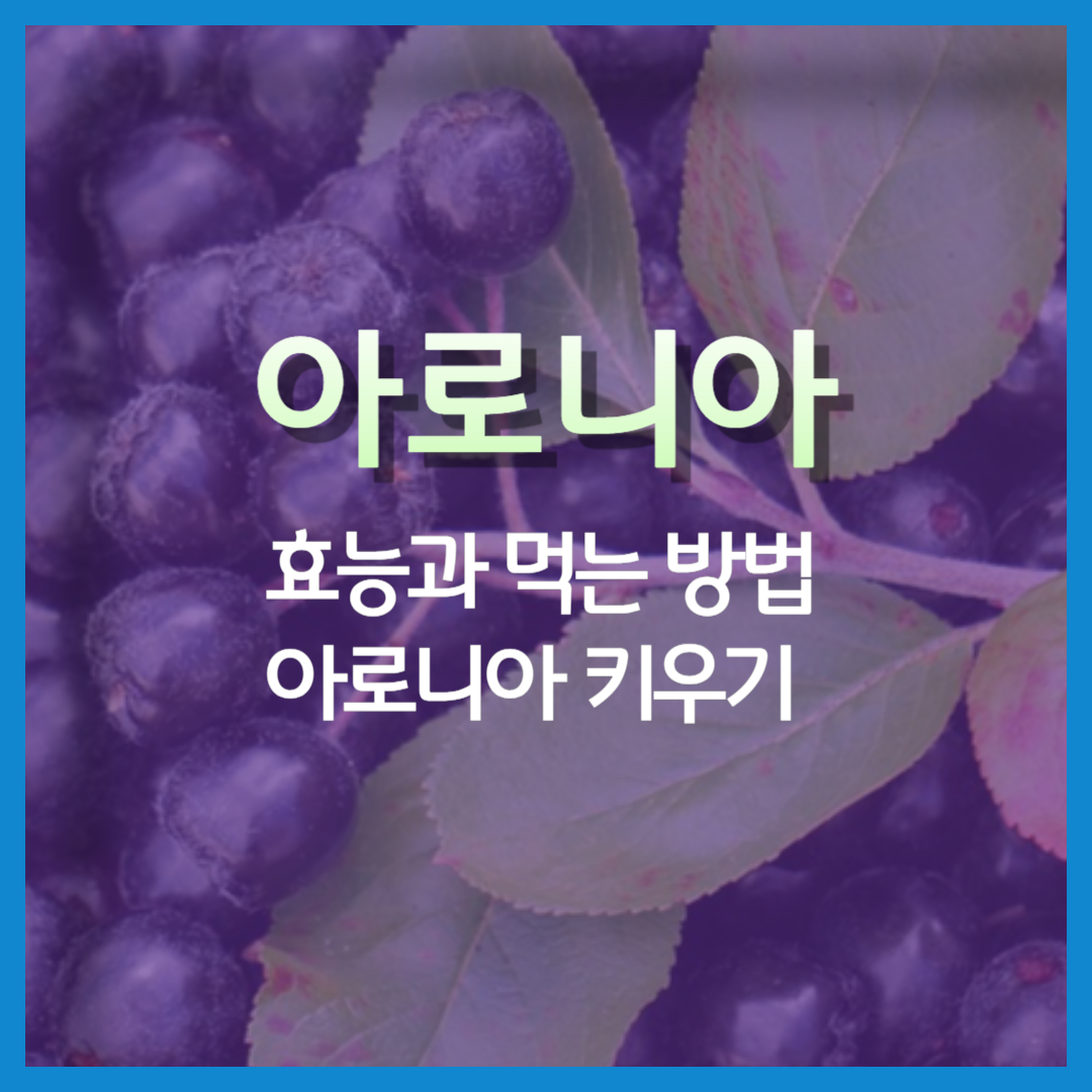 아로니아