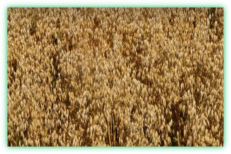 카무트와 귀리의 효능, 차이점, 부작용