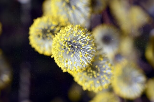 서울 대기 오염과 황사 복합성 지역적 희귀 알레르기 사례