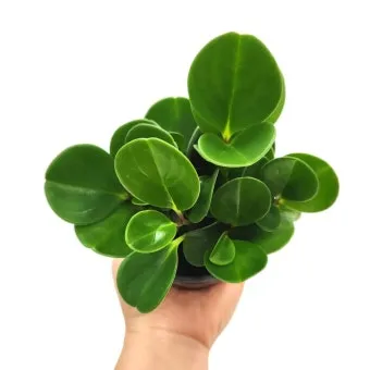 새집증후군 완화 식물선택 공기정화기능 배치 환기관리 가이드_4