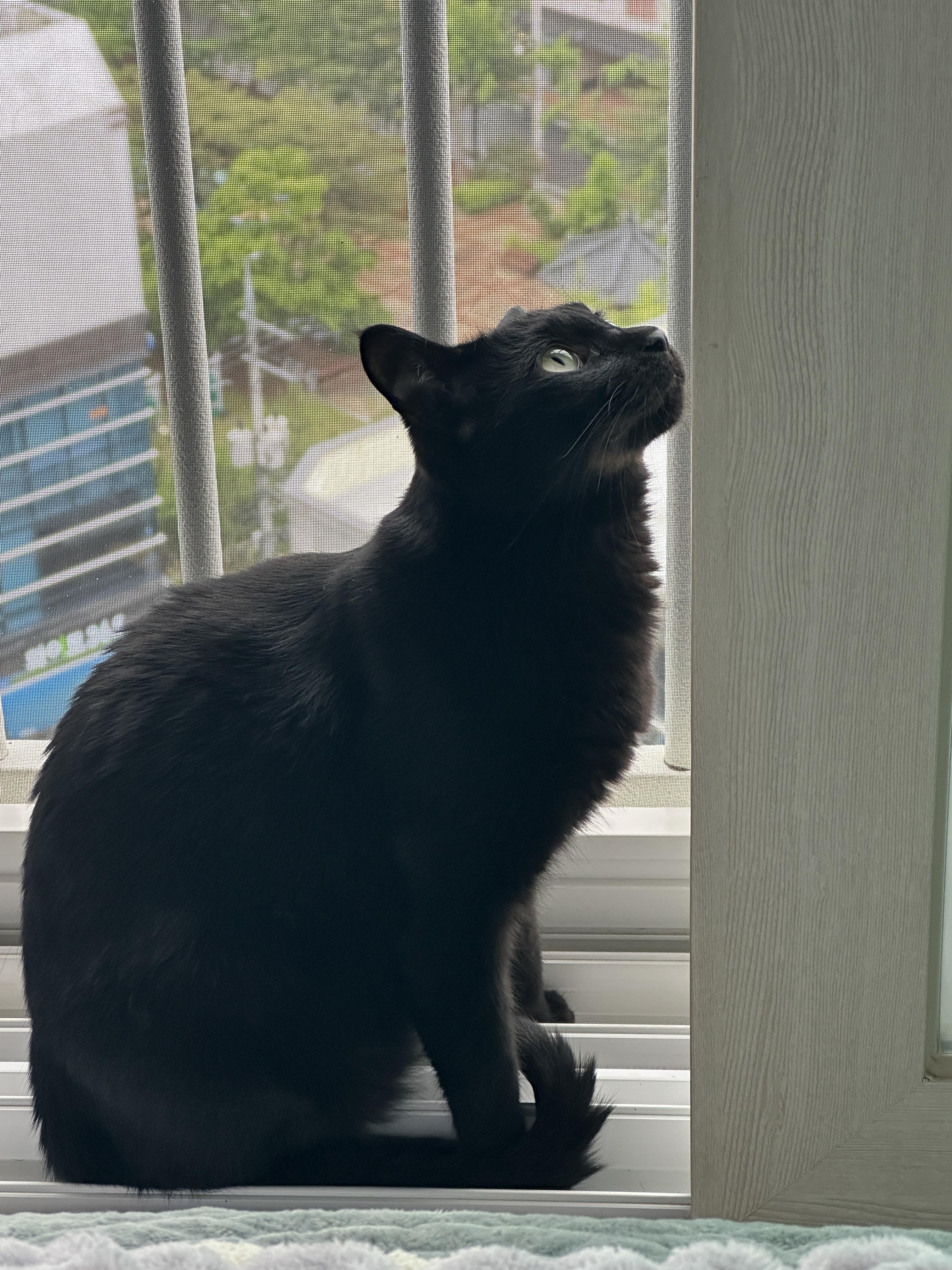 센티한 건이 모음.. (feat. 문화생활 즐기는 고양이 건이)