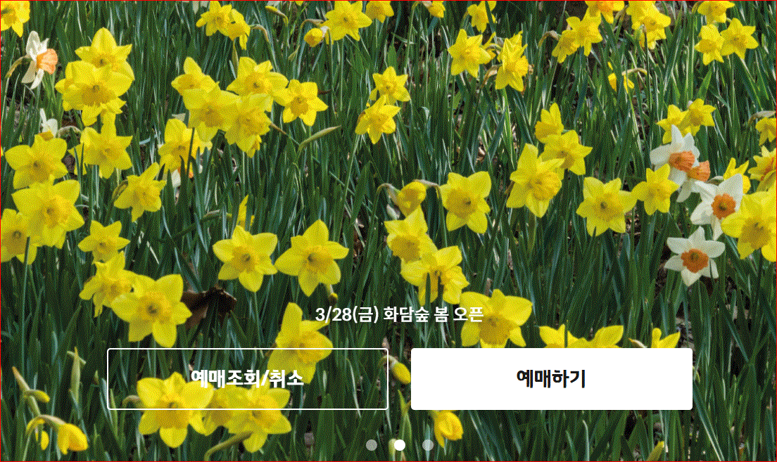 2025 화담숲 벚꽃 예약