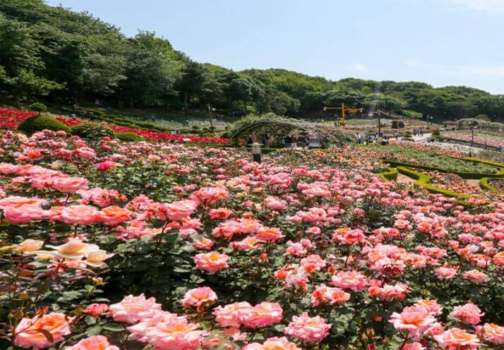 백만송이장미원