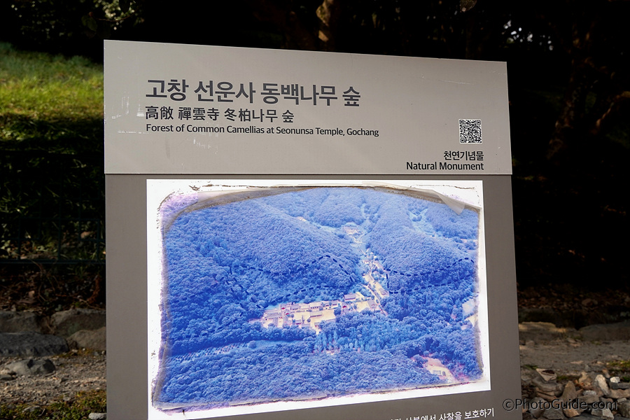 고창 선운사 동백꽃