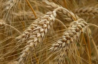 호밀 재배 가을 파종 추위 강함 사료용 수확_12