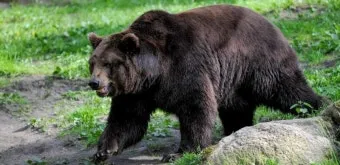 우수리 불곰 특징 성격 서식지_5