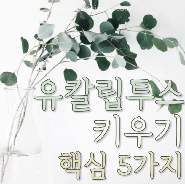 유칼립투스 키우기