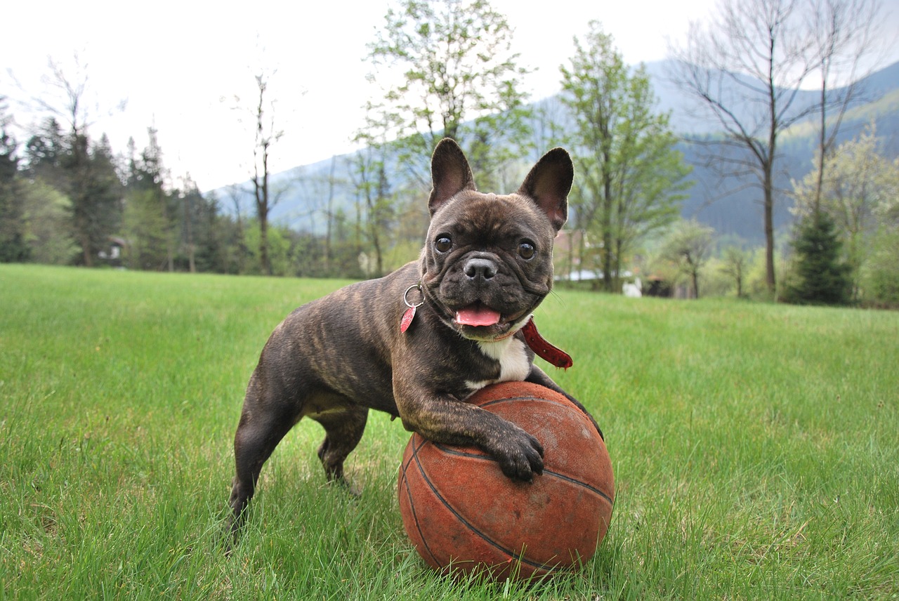 French Bulldog image